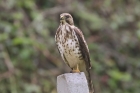 Braod-winged Hawk by Mick Dryden