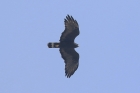 Common Black-Hawk by Mick Dryden