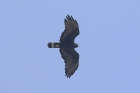 Common Black-Hawk by Mick Dryden Common Black-Hawk by Mick Dryden