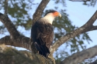 Crested Caracara by Mick Dryden