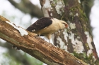 Yellow-headed Caracara by Mick Dryden