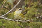 Black Cuckooshrike by Mick Dryden