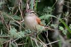 Brown-crowned Tchagra by Mick Dryden