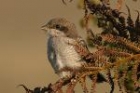 Fiscal Shrike by Mick Dryden