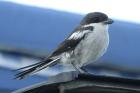 Fiscal Shrike by Mick Dryden