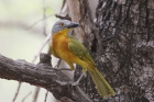 Grey headed Bush Shrike by Mick Dryden