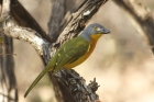 Grey-headed Bush-shrike by Mick Dryden