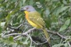 Grey-headed Bushshrike by Mick Dryden