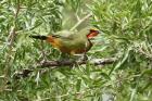 Gorgeous Bushshrike by Mick Dryden