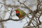 Gorgeous Bushshrike by Mick Dryden