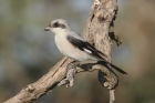 Lesser Grey Shrike by Mick Dryden