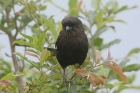 Magpie Shrike by Mick Dryden