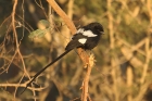 Magpie Shrike by Mick Dryden Magpie Shrike by Mick Dryden