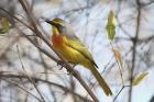 Orange-breasted Bush-shrike by Mick Dryden