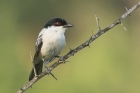 Black backed Puffback by Mick Dryden