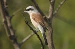 Red-backed Shrike by Mick Dryden