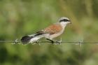 Red-backed Shrike by Mick Dryden