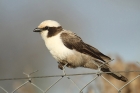 Southern White-crowned Shrike by Mick Dryden