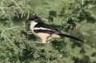 Tropical Boubou by Mick Dryden