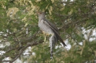 African Cuckoo by Mick Dryden