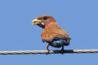 Broad billed Roller by Mick Dryden