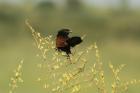 Black Coucal by Mick Dryden Black Coucal by Mick Dryden