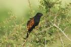 Black Coucal by Mick Dryden
