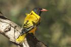 Black-headed Oriole by Mick Dryden