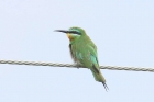 Blue cheeked Bee Eater by Mick Dryden