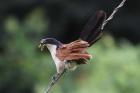 Burchell's Coucal by Mick Dryden