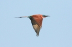 Carmine Bee Eater by Mick Dryden