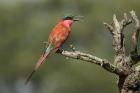 Carmine Bee-eater by Mick Dryden