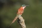 Carmine Bee-eater by Mick Dryden Carmine Bee-eater by Mick Dryden