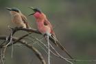 Carmine Bee-eater by Mick Dryden