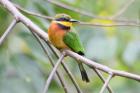 Cinnamon-chested Bee Eater by Mick Dryden Cinnamon-chested Bee Eater by Mick Dryden