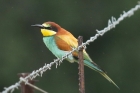 European Bee-eater by Mick Dryden