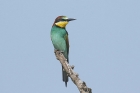 European Bee Eater by Mick Dryden