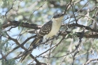 Great Spotted Cuckoo by Mick Dryden