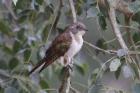 Klaas's Cuckoo by Mick Dryden