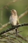 Klaas Cuckoo by Mick Dryden Klaas Cuckoo by Mick Dryden