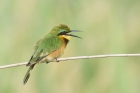 Little Bee Eater by Mick Dryden