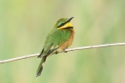 Little Bee Eater by Mick Dryden