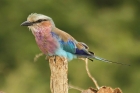 Lilac-breasted Roller by Mick Dryden
