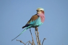 Lilac-breasted Roller by Mick Dryden