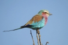 Lilac-breasted Roller by Mick Dryden