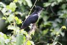 Levaillant's Cuckoo by Mick Dryden