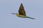 Madagascar Bee Eater by Mick Dryden