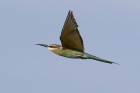 Madagascar Bee Eater by Mick Dryden Madagascar Bee Eater by Mick Dryden