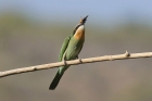 Madagascar Bee Eater by Mick Dryden Madagascar Bee Eater by Mick Dryden