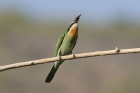 Madagascar Bee Eater by Mick Dryden